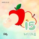 11650-16-4-15 | [주수일기] 15-16주, 젠더리빌, 기형아검사 결과 후기