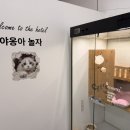 야옹아 놀자 경주점 네이버블로그