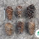 강원도 평창, 2025년 자연산 잣송이 / 잣송아리 판매합니다. 이미지