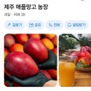 영원농장 | 맛있는 인생 애플 망고 ㅡ 제주 애플망고 진짜 맛있어요♡ 6시내고향 방영농장ㅡ 제주 애플 망고 농장:)