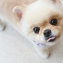 그루밍125 이미지