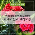 낭만다육이 - 원주시 영랑길 127-17 | 낭만다육이