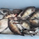 낚시만세 이미지