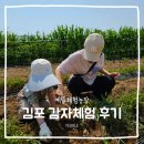 체험아이 | 김포 감자체험 후기, 아이들이 감자를 좋아하게 된 하루