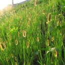 강아지풀 이미지