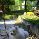 스타독스 이미지