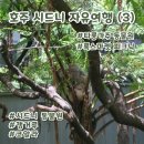 (주)고릴라바나나 | 시드니 자유여행 (3) : 타롱가주 동물원 페리, 록스마켓 먹거리 빠에야, 사탕수수 주스