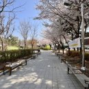 버드내도서관 | 공원” ㅡ 수원벚꽃명소 세류동벚꽃명소 버드새도서관벚꽃 세류동공원 버드내도서관공원 버드내도서관주차