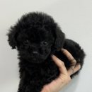 짱구 애견 하우스 이미지