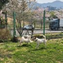 폴링인독 이미지