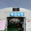 민이농장 | 비닐하우스에서 먹는 양산 원동 “미나리삼겹살 3번집” 예경농원, 3/31 벚꽃 상황