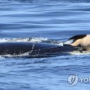 (주) 코 미 코