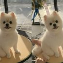 꼬망모르 이미지