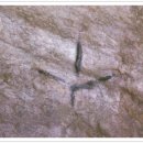 함안 용산리 함안층 새발자국화석 산지 이미지