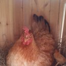 우리집토종닭 이미지
