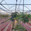 차정농장 이미지