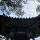 자연과우리 | 양양 가볼만한 곳 하조대 애국가 소나무 실물 영접 후기