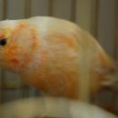 카나리아 이미지