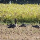 주남저수지 이미지