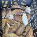 갑오징어짱 이미지