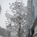 하얀나라 이미지