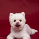 강아지와 나 | 시현하다 성수 플래그십 반려동물 강아지와 시현하다 후기(+주차정보)