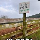 야옹이발바닥 | 남해 양모리학교 체험후기｜먹이주기부터 드라이브까지, 부산 근교 당일치기 여행