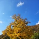 의령 세간리 은행나무 이미지