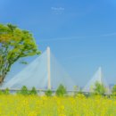 한강시민공원(한강둔치꽃단지) | [구리 한강시민공원] 한강둔치꽃단지 (5월 꽃구경 가볼만한 곳, 유채꽃)