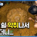 7년간 땅속에 있었던 이것의 정체... 모든 것은 ‘성욕’을 해결하기 위함이었다?│시체꽃 타이탄 아룸│멸종 위기 1급 광릉요강꽃 이미지