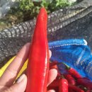 25년태양초고춧가루 이미지