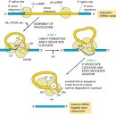 9. 초기 mRNA의 이어맞추기(splicing)에 대해 설명해 보시오. 이미지