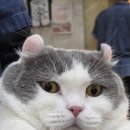 냥이의꿈 | 🐾 [홍대 데이트 필수 코스] 고양이 카페 50마리 냥이들과의 힐링✨ 루프캣미 홍대점 후기!! 🐾