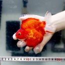 홍백농장 이미지