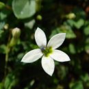 애기별꽃(stellaria media,아기별꽃) 이미지