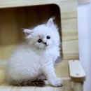 Re Pet 애견샵 | 역삼네바마스커레이드분양 신비로운 매력에 흠뻑 빠지다 okdog에서 만난 특별한 아이