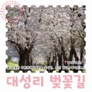 대성국민관광지(안내소) | 가평 가볼만한곳 대성리 국민관광지 가는길 벚꽃 개화 실시간과 주차