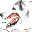 치료멍멍동물병원 이미지