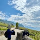 뀨카페 | Day 10. 스위스 로잔 | 라보 하이킹(에페쎄-뀨이-히바), 몽트뢰, 시옹성, 유람선(시옹성-로잔)