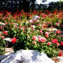 장미공원 이미지