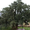 상만리 비자나무 이미지