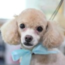 딸기펫살롱 이미지