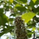 캣킨(CATKIN)