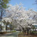 진달래 꽃동산은 유혹하는데 몸은 고달프고! - 김천 감문면 보광산(237.1m)~보산(311.8m)~백운산1( 617.7m)~백운산2(631.3m)~미모산(478m)~우태산(492.1m) 이미지