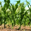 해피팜농장 이미지