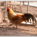 현인농장 이미지