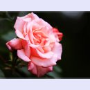 곡성-059 티스토리