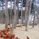 산속에토종닭