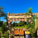 미래농장 | 모녀 제주 여행 필수 코스! 🍊보메와산 감귤체험농장 극조생 감귤 따기 성공 후기! (ft. 인생샷 명소)