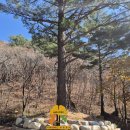 은행나무 주유소 이미지